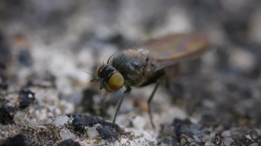 Fly with yellowish eyes resting on a sandy surface