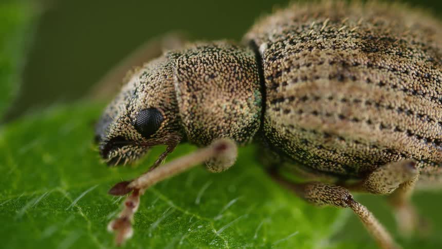Weevil resting on a green leaf