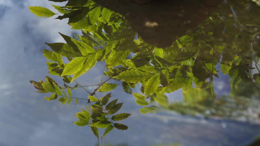 Reflection of green tree leaves on the surface of calm water under daylight