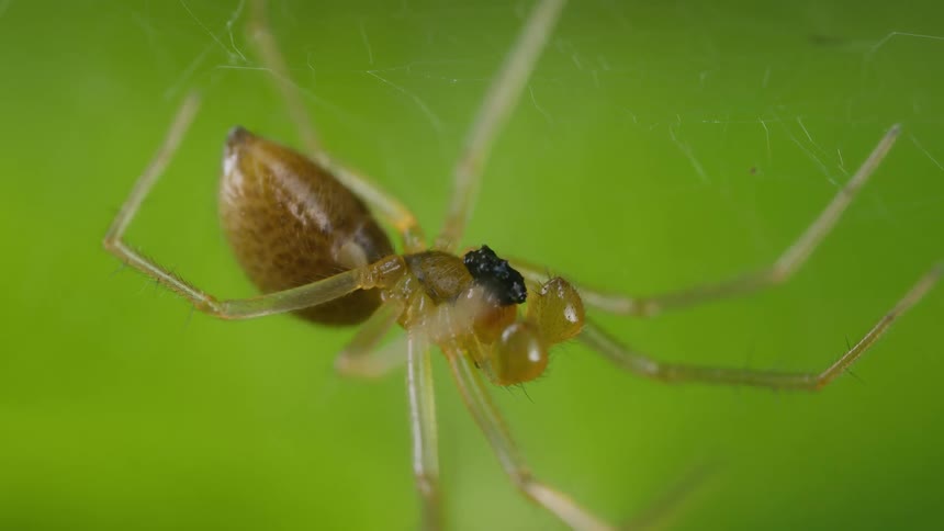 Brown spider with thin legs eating and hanging on a web against a green background