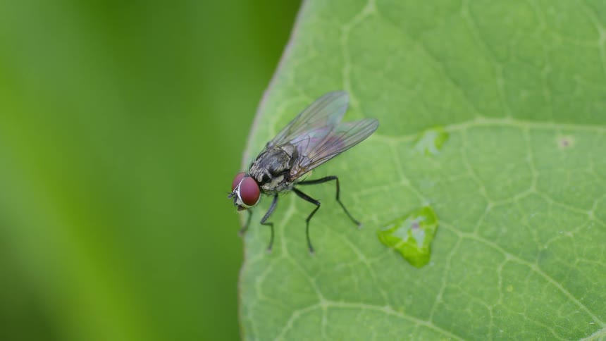 Fly rests on green leaf with water droplet near the edge and jumps away