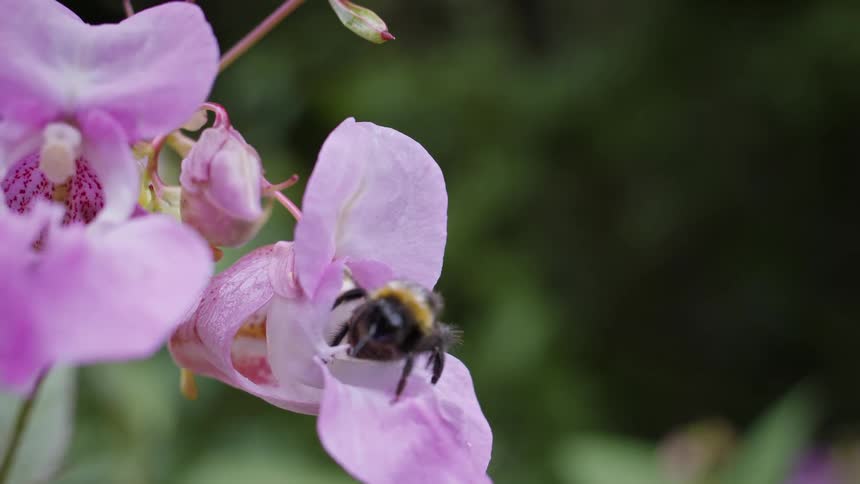 Close up of a bee flying away from a himalayan balsam flower outdoors after feeding in daytime