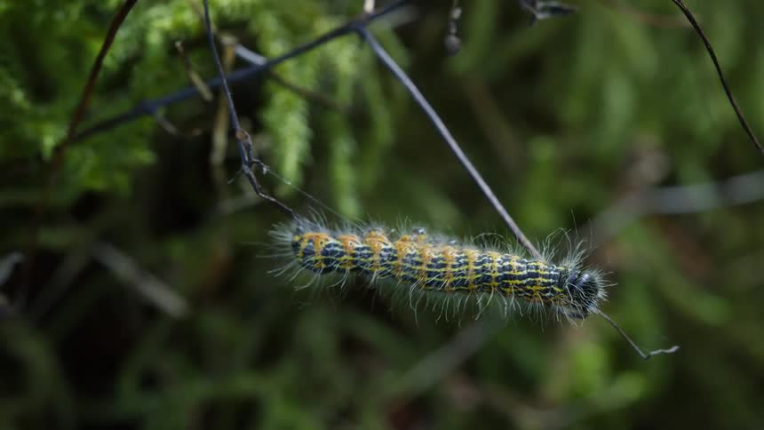 Green caterpillar crawling on a twig outdoors