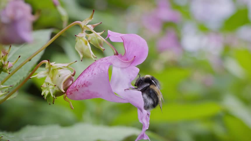 The bumble bee is cleaning themselves on a himalayan balsam flower