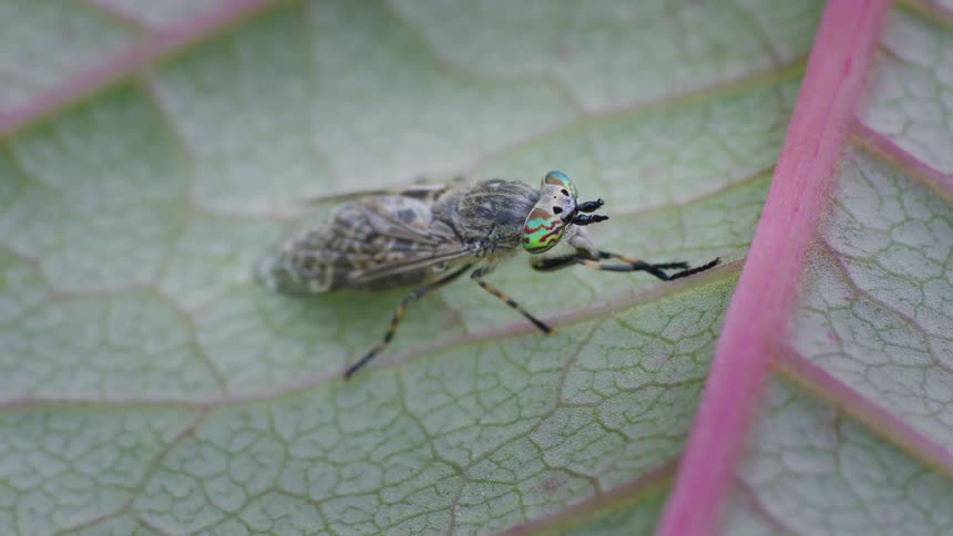 Closeup of a horsefly with large iridescent eyes resting on a green leaf