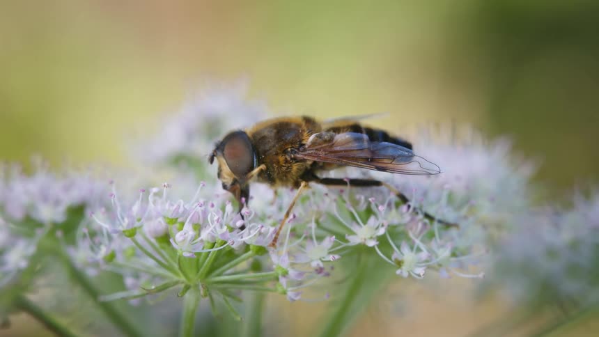 Closeup of a drone fly collecting nectar from small white flowers outdoors