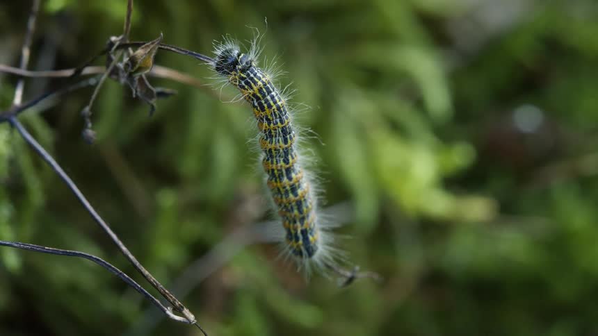 Hairy caterpillar hanging by a thread between branches