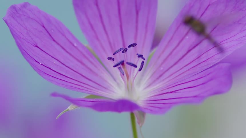 A macro close up view shows a small insect hoverfly crawling inside a wide open purple flower near the prominent dark anthers