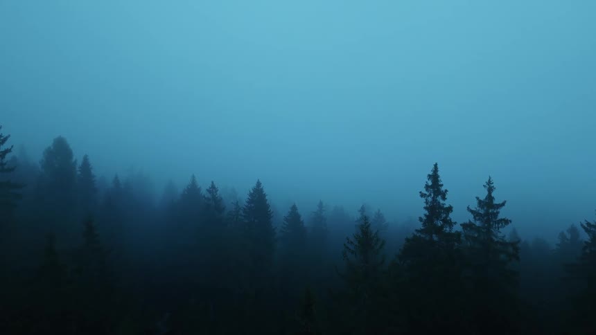 Forest covered by dense fog at dawn