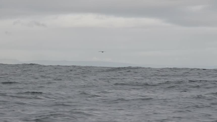 A bird flies over the ocean