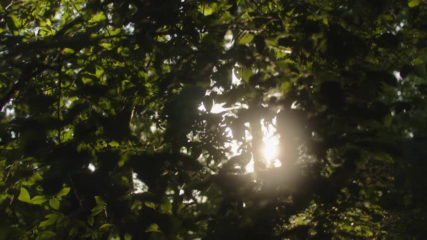 Sunlight filters through the dense leaves of a tree at dawn
