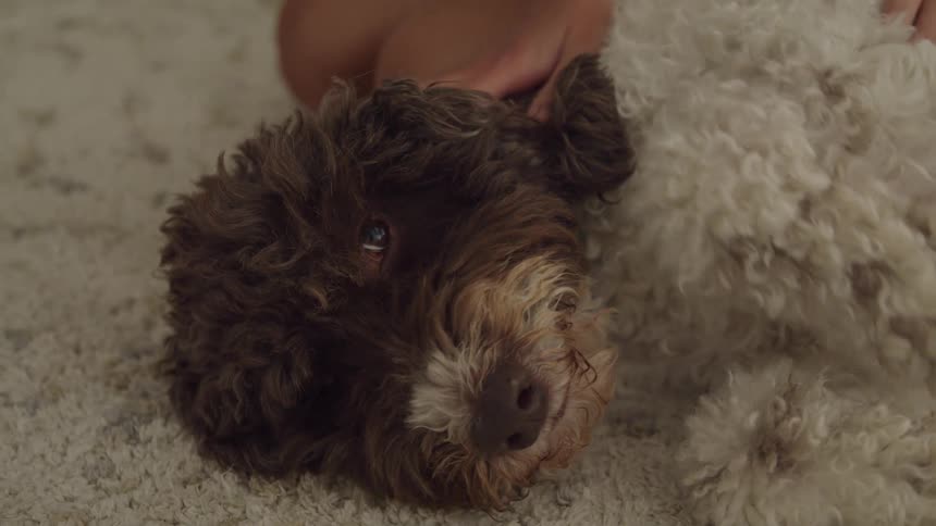 A cute and fluffy dog