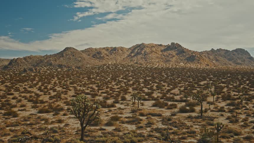 A wide sweeping view shows a vast desert floor covered in small bushes and scattered joshua trees leading to a large rocky mountain range under a blue sky with white clouds