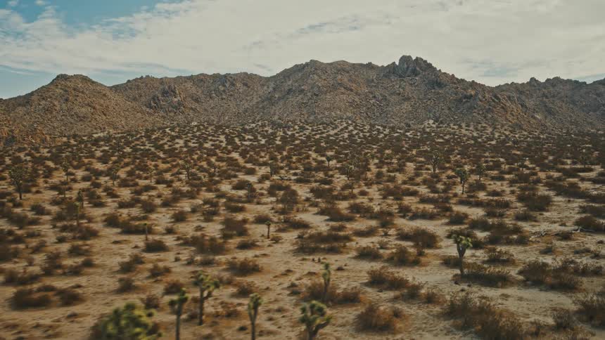A vast arid desert landscape filled with scattered joshua trees and scrub brush leads toward a ridge of rugged rocky mountains under a pale blue sky with light clouds