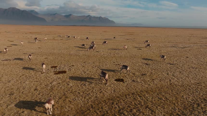 A herd of elk grazing