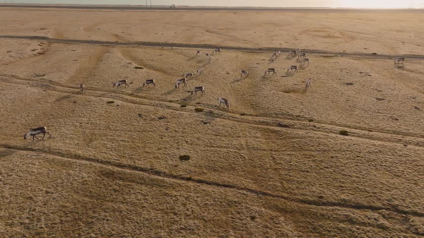 Aerial view of pronghorns grazing in an open grassland landscape