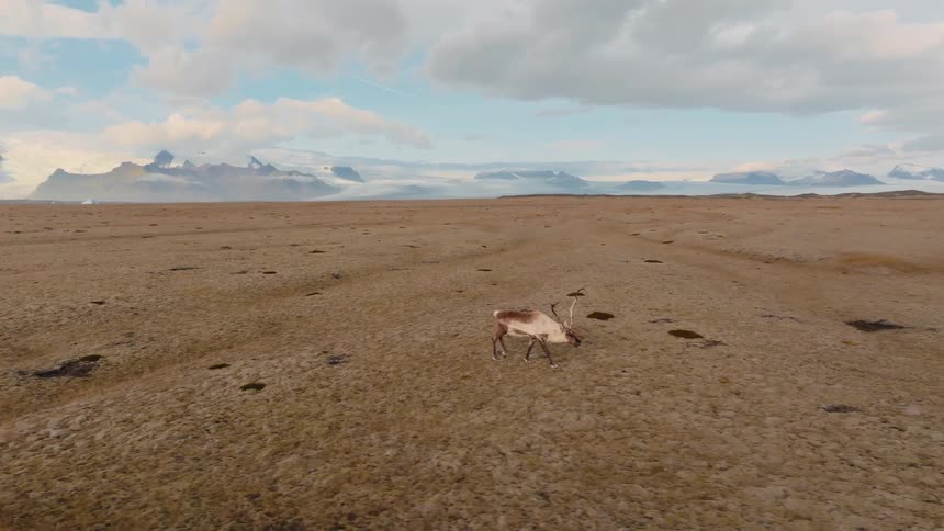 A reindeer walks through the wilderness on a sunlit stretch of dried grassland at midday