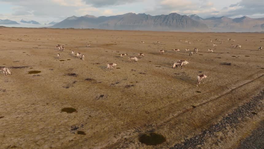 A series of deer graze peacefully in a grass field of dry brown blades with a distant mountain rising in the background under the midday sun