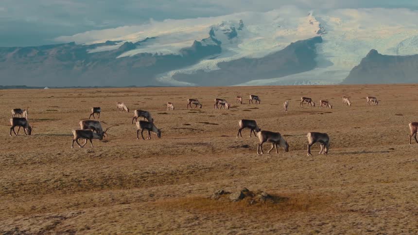 A herd of elk grazing