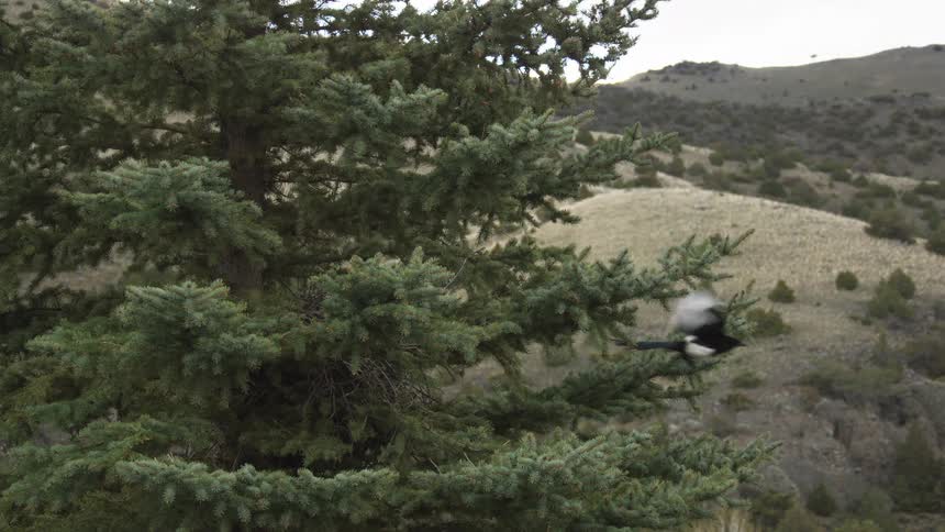 A black and white magpie takes flight from the dense branches of an evergreen tree on a rugged hillside