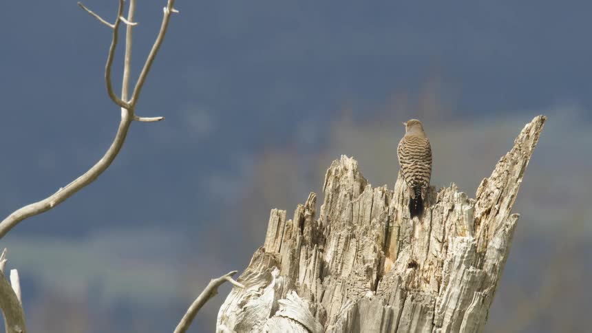 Bird perched on a stump watching it rain