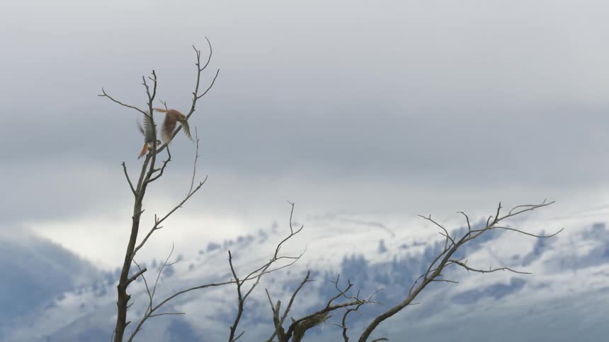 Two birds fly from the branch together