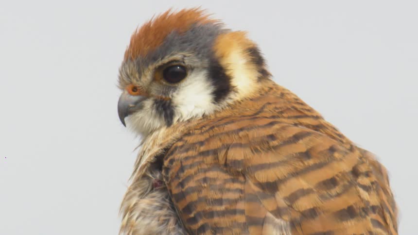 A brown owl looks at the camera