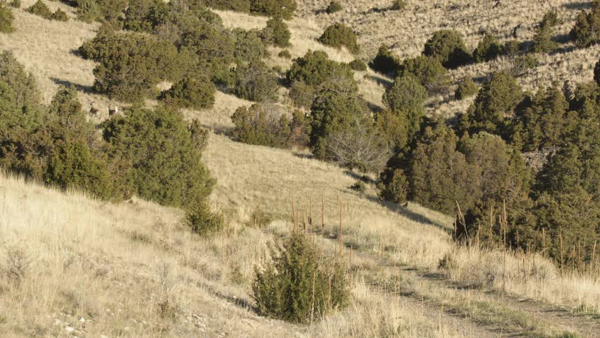 Group of deer move across a hillside covered with dry grass and scattered shrubs