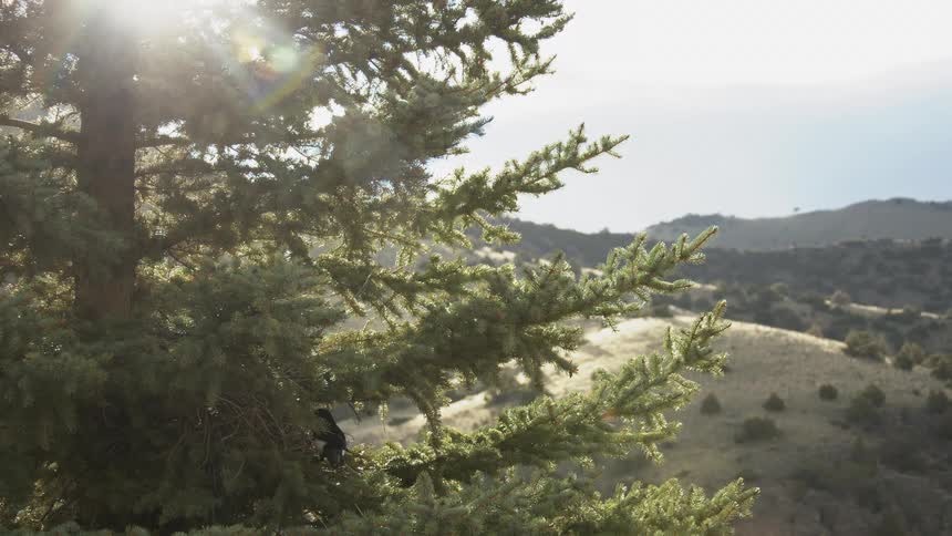 Tree on a natural area with vegetation and hills and a bird jumping between the branches outdoors during day time
