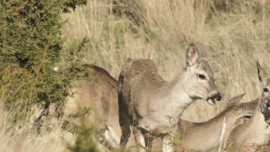 Deer graze among dry vegetation in an open area near shrubs