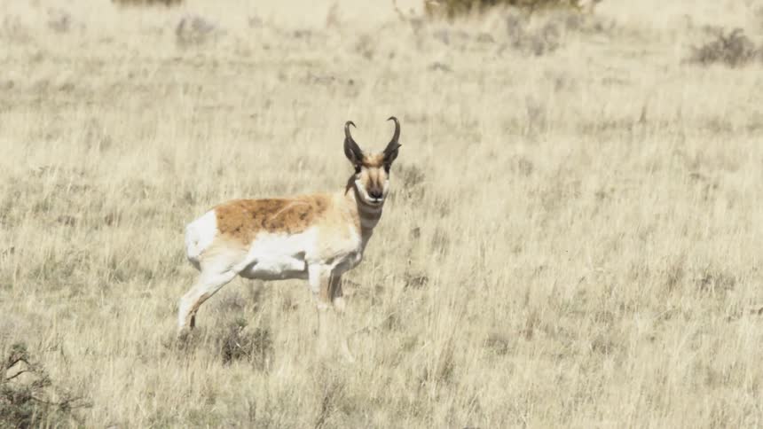 A pronghorn stands alert in a pale grassland its tan and white coat and black horns sharply outlined in bright sun