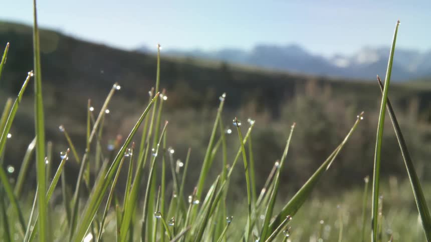 The blades of grass are covered with dew