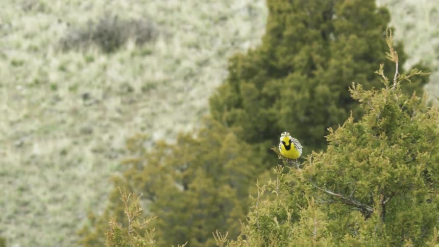 A bird perched on a branch