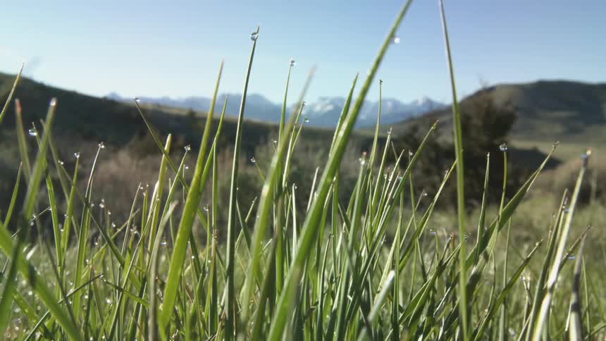Dew drops cling to grass