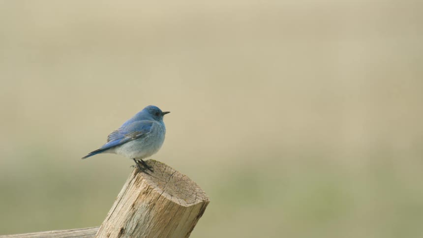A small blue bird takes flight off a fence post