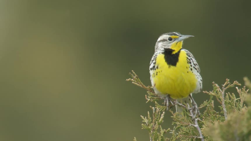 Yellowbreasted bird with black vmark perches on branch