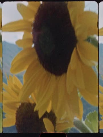 The video shows a closeup of a sunflower with its large dark center and bright yellow petals the shot has a vintage filmlike aesthetic with visible grain frame borders and a blurred mountain landscape in the background