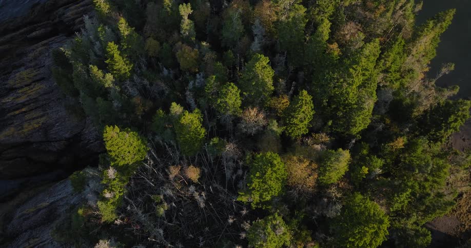 A cluster of pine trees