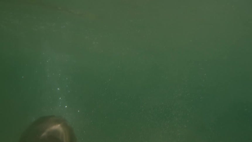 An underwater view in green water shows a woman wearing a dark swimsuit swimming upwards toward the surface and breaking through to the bright sunlight and open air