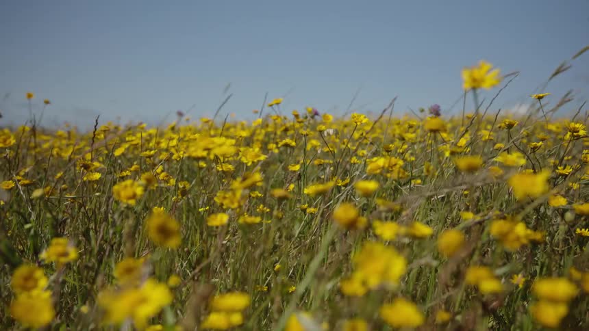Yellow flowers cover a field of tall grass that moves slightly under a clear blue sky