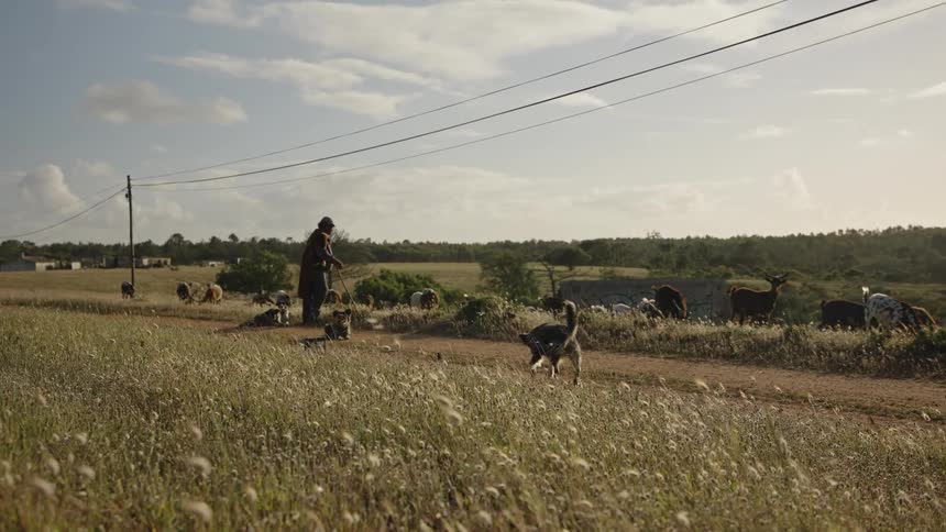 Shepherd leads a herd of goats along a dirt road surrounded by golden fields