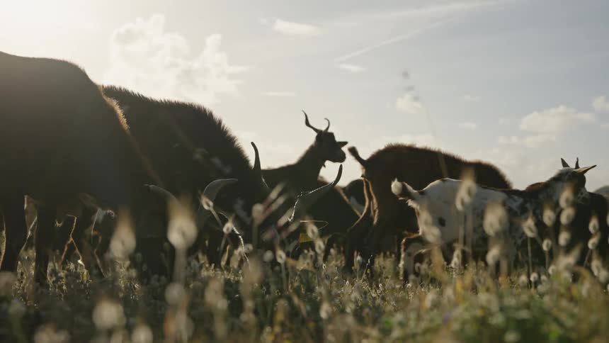 A herd of goats grazing