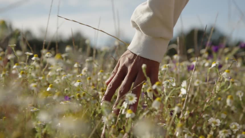 A hand gently brushes wildflowers in a sunny field