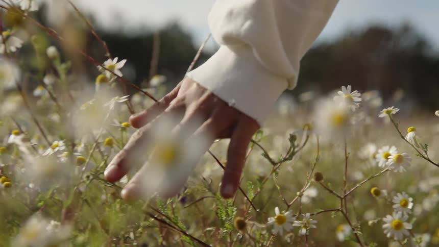 A person runs their hand through some flowers