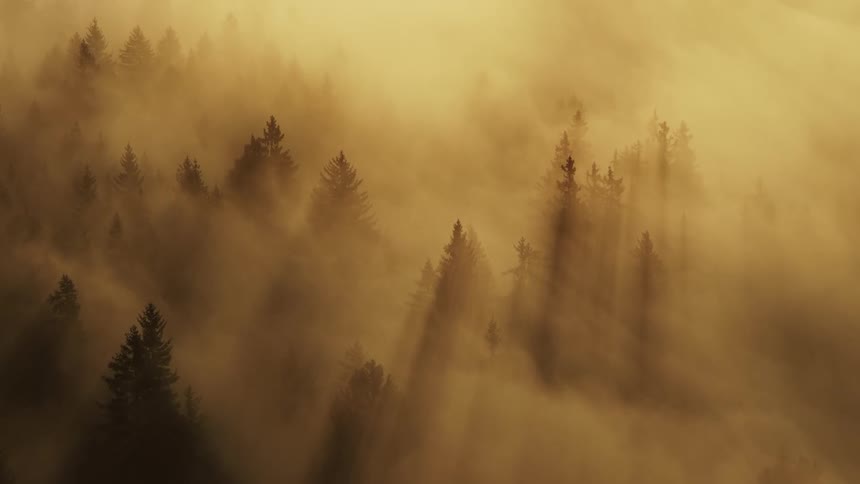 Mist flows through the trees