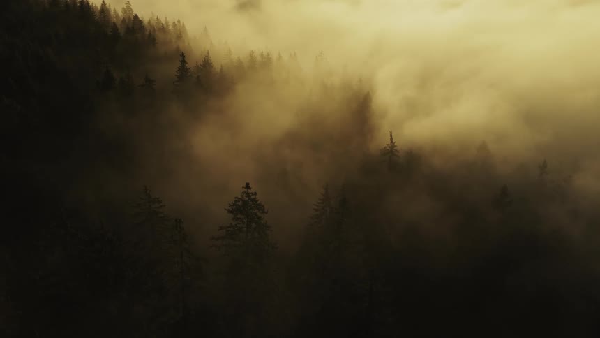 Mist rolls through the trees