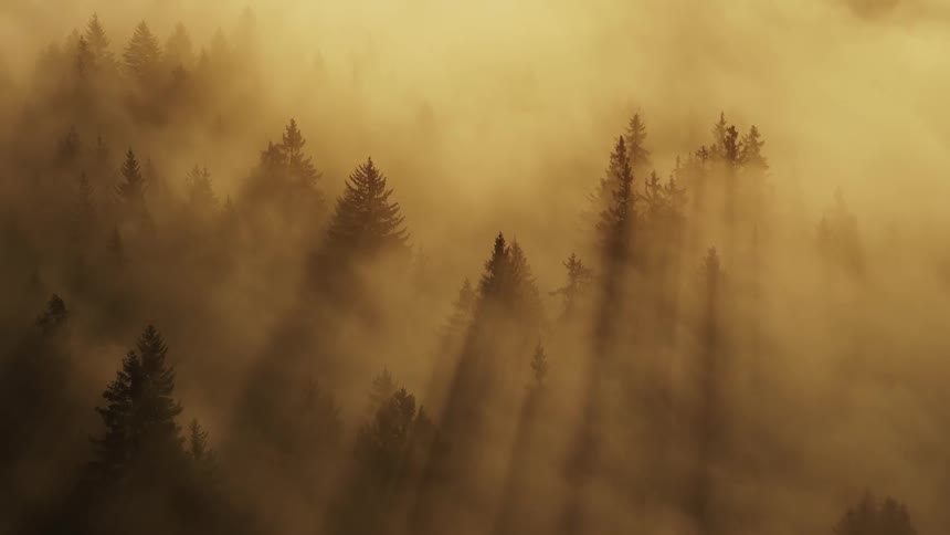 A dense forest filled with trees engulfed in thick fog