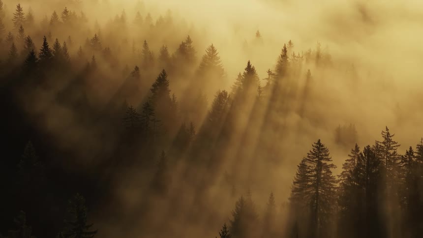 Golden light filtering through the mist over a pine forest