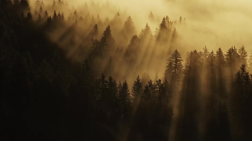 A dramatic aerial view shows dark green coniferous treetops rising through thick golden yellow fog with strong crepuscular rays of morning sunlight streaming down through the mist