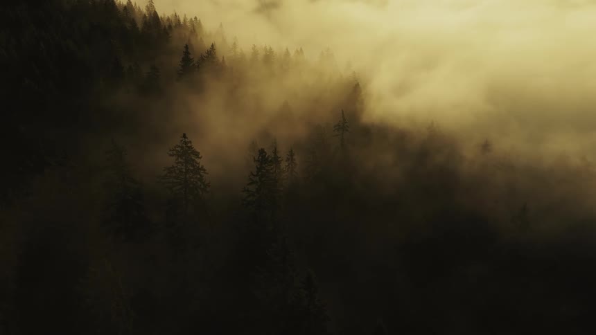 Dense fog obscures a conifer forest